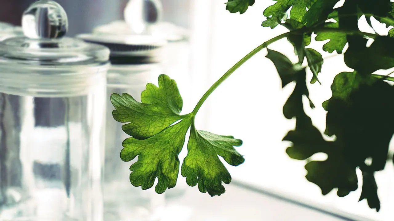 how to store fresh herbs