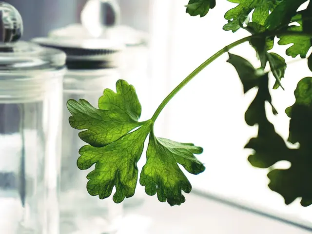 How To Store Fresh Herbs: Simple Methods To Keep Flavor Longer (2026 Guide)